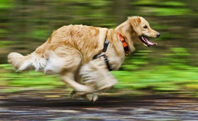 金毛犬挑食不吃狗粮怎么办