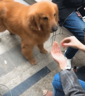 金毛犬挑食不吃狗粮怎么办