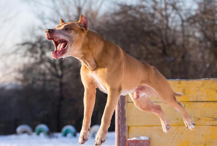 江湖人称犬中四煞的4种狗最爱扑人咬看见了要绕路走