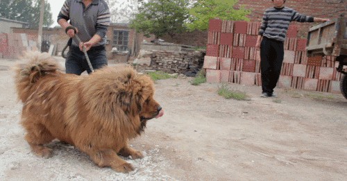 江湖人称犬中四煞的4种狗最爱扑人咬看见了要绕路走