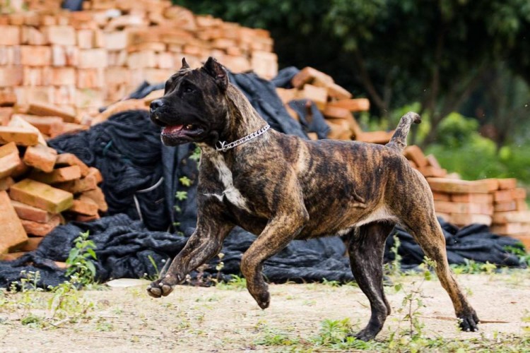 江湖人称犬中四煞的4种狗最爱扑人咬看见了要绕路走