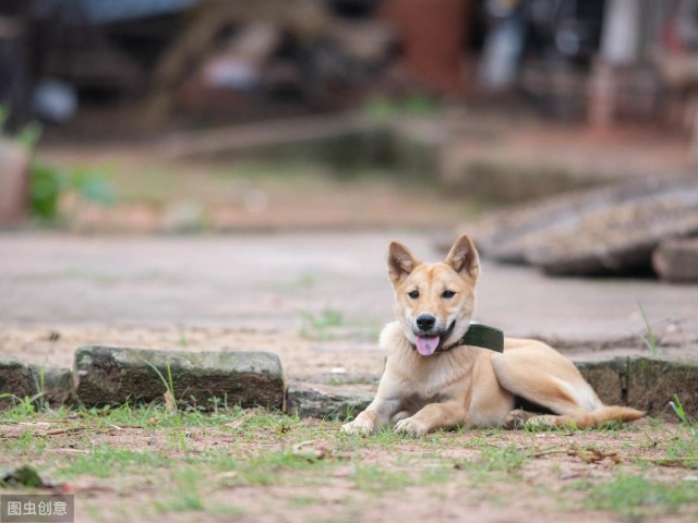 中华田园犬优点有很多甚至比宠物狗还要好但还是少人养