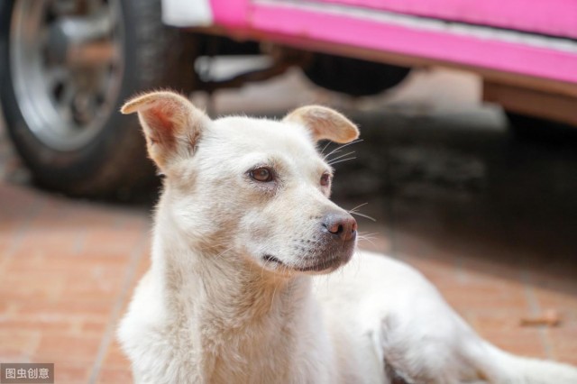 中华田园犬优点有很多甚至比宠物狗还要好但还是少人养