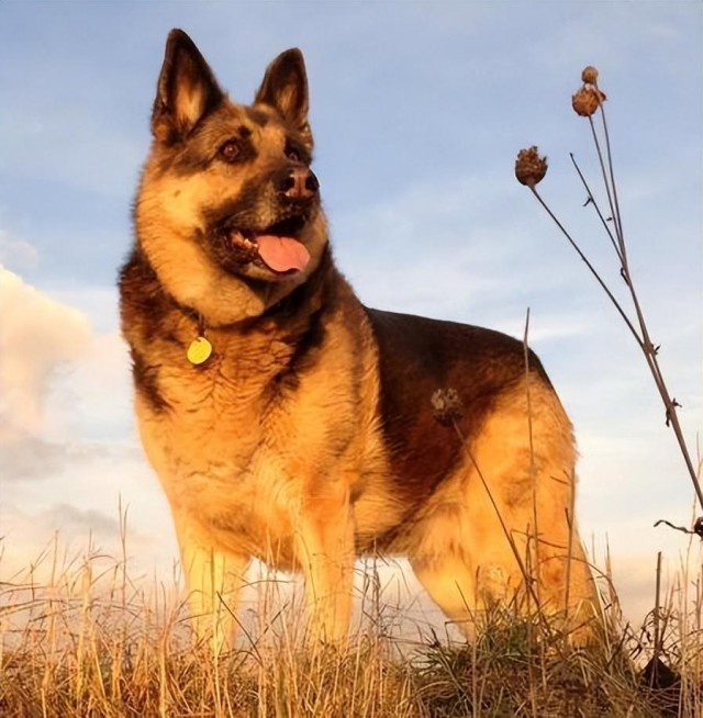 简单介绍全世界100种宠物犬1-20你能认识几只