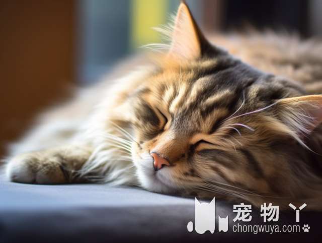 恬恬家布偶英短矮脚猫舍，值得期待的养猫好去处吗?