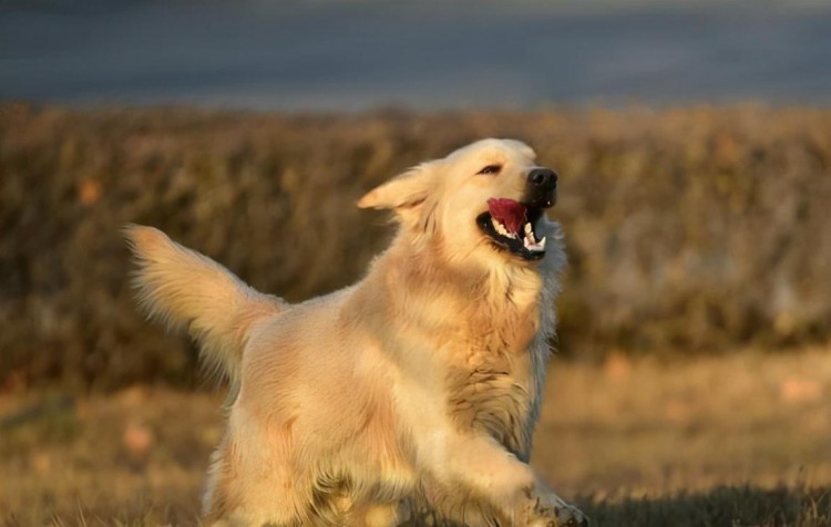 这6种狗狗经常被遗弃第一名还是国民宠物犬